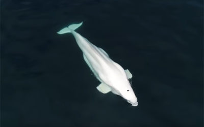 Beluga whale off San Diego mystifies scientists